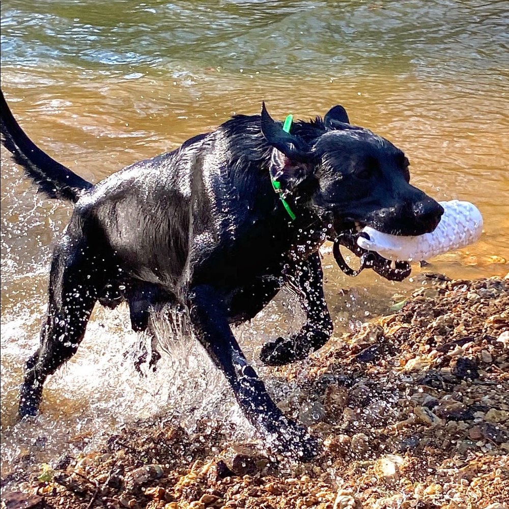 Meet your Posher, Billy